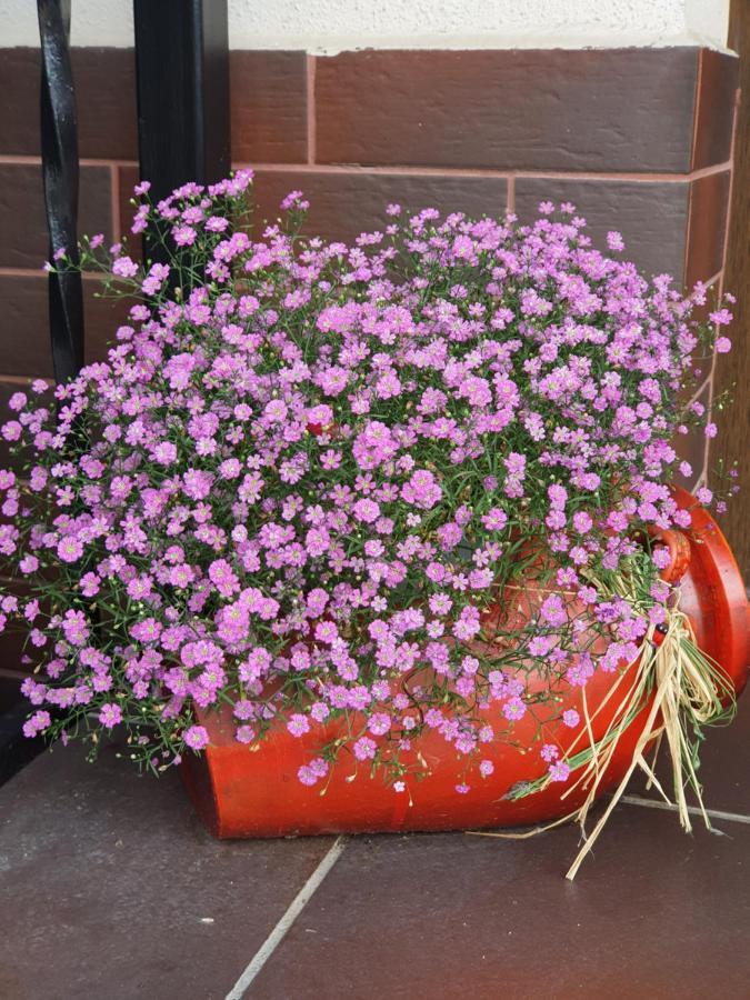 Smiley Flowers Sybin Zewnętrze zdjęcie